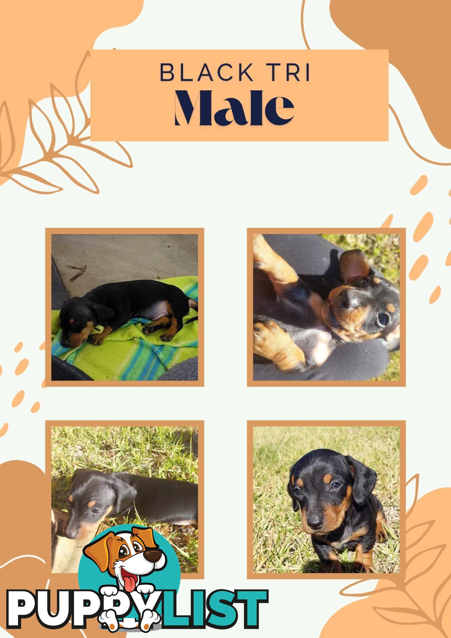 Pure Dachshund pups