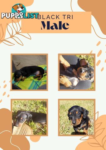 Pure Dachshund pups