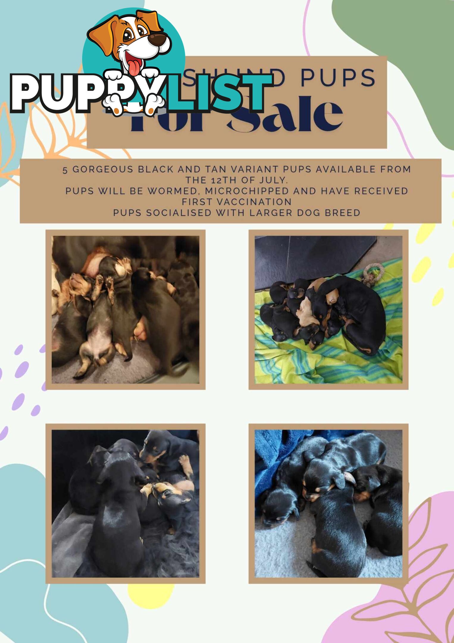 Pure Dachshund pups
