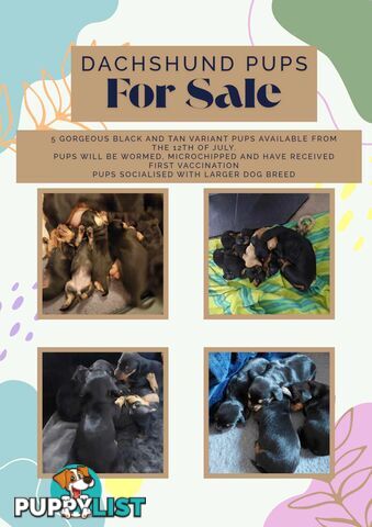 Pure Dachshund pups
