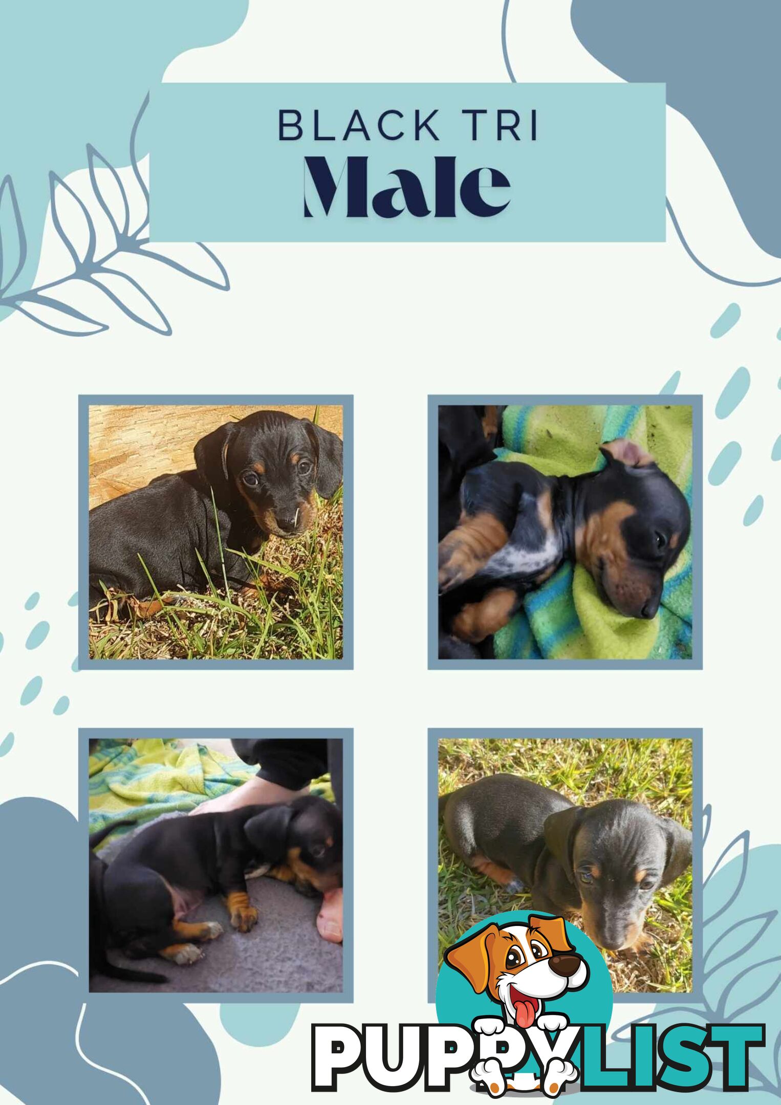 Pure Dachshund pups