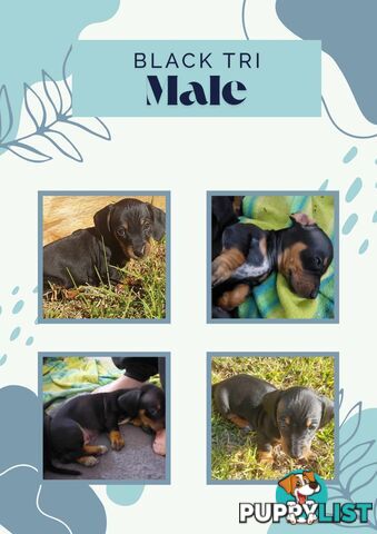 Pure Dachshund pups