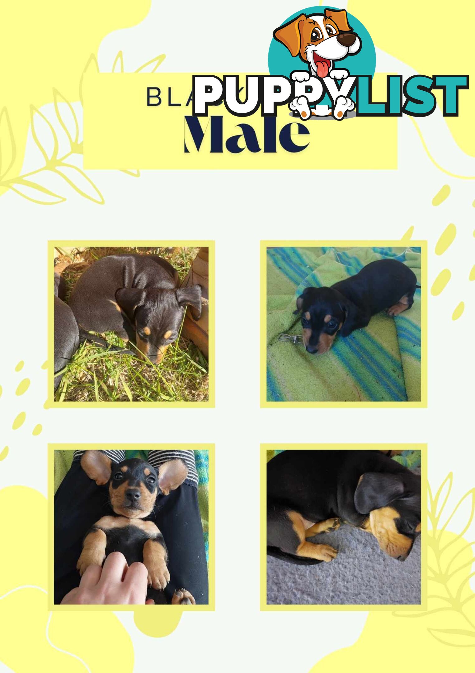 Pure Dachshund pups