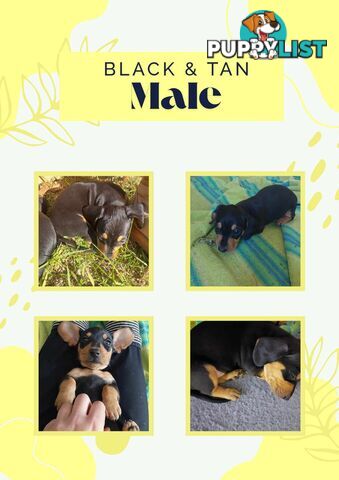 Pure Dachshund pups