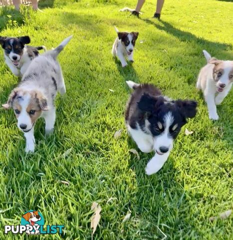 Pedigree Border Collie Puppies