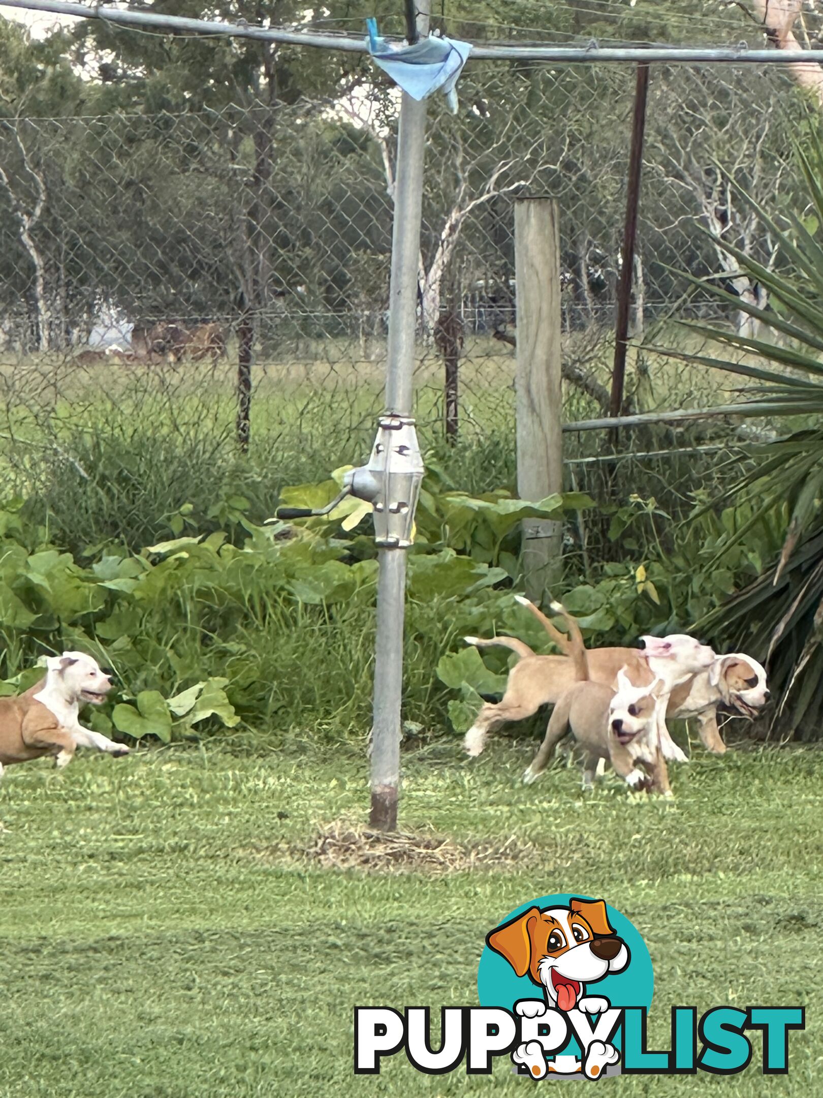 American bulldogs purebred puppies 9 weeks old