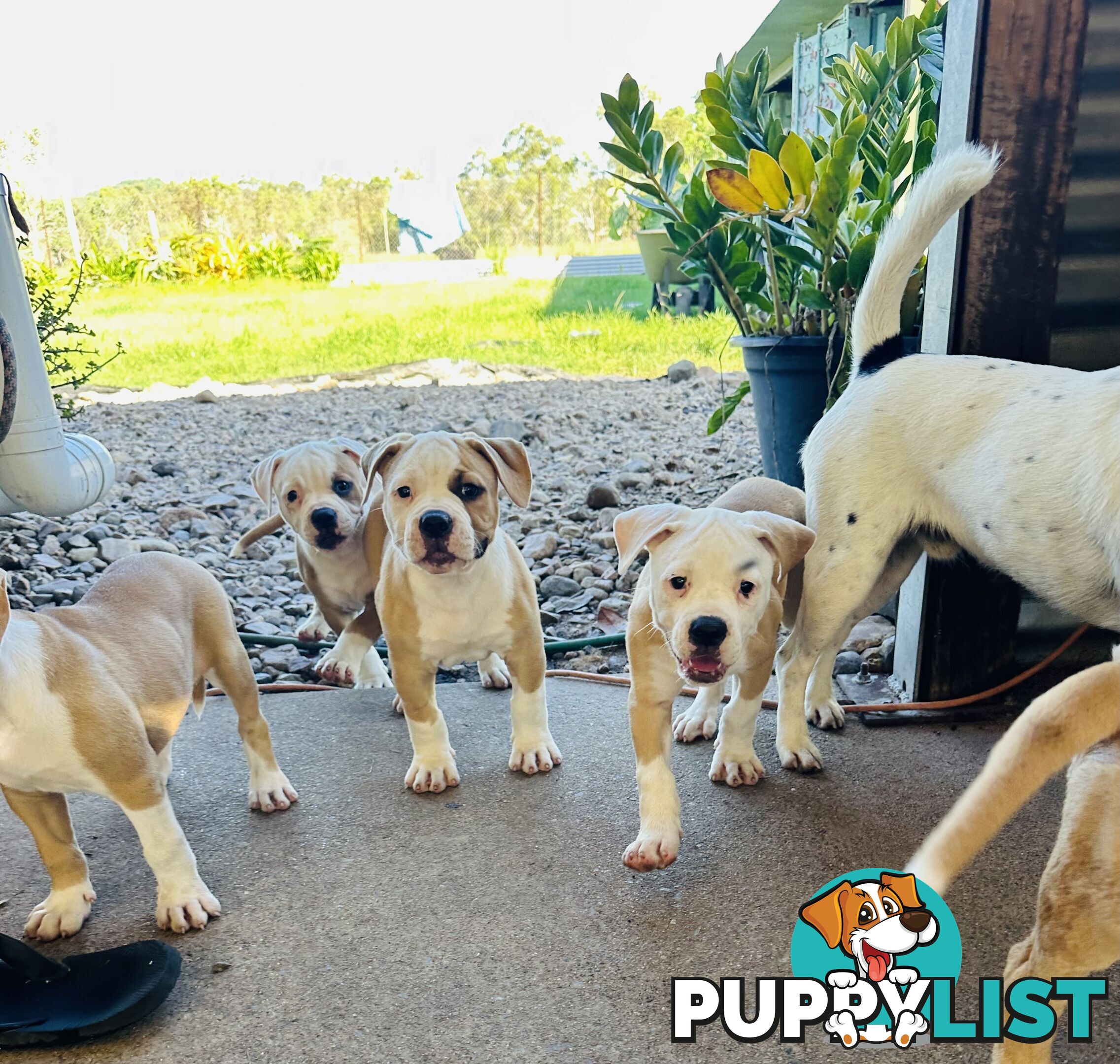 American bulldogs purebred puppies 9 weeks old