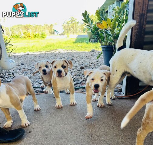 American bulldogs purebred puppies 9 weeks old