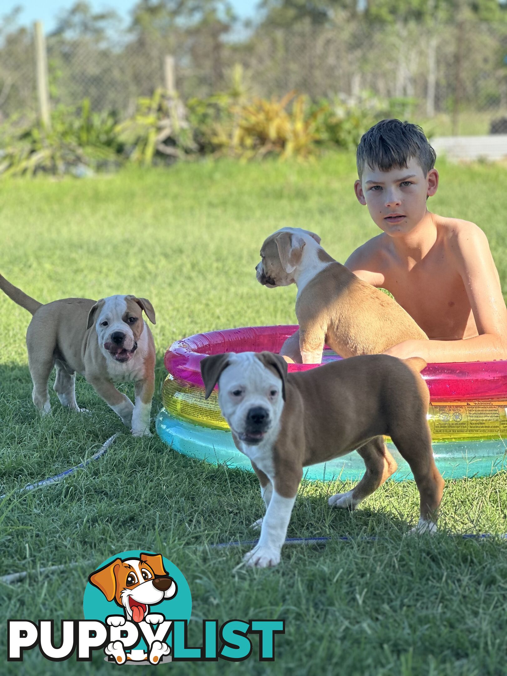 American bulldogs purebred puppies 9 weeks old