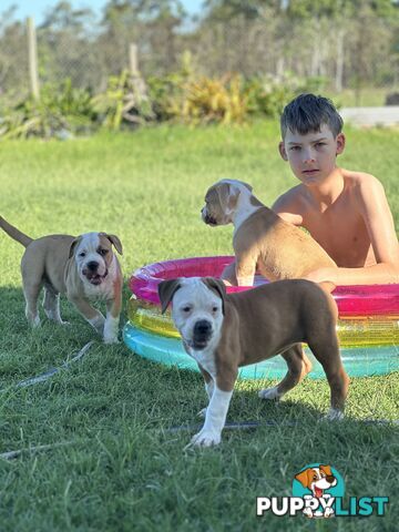 American bulldogs purebred puppies 9 weeks old