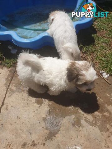 Maltese Shih tzu x Maltese Terrier