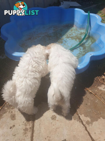 Maltese Shih tzu x Maltese Terrier