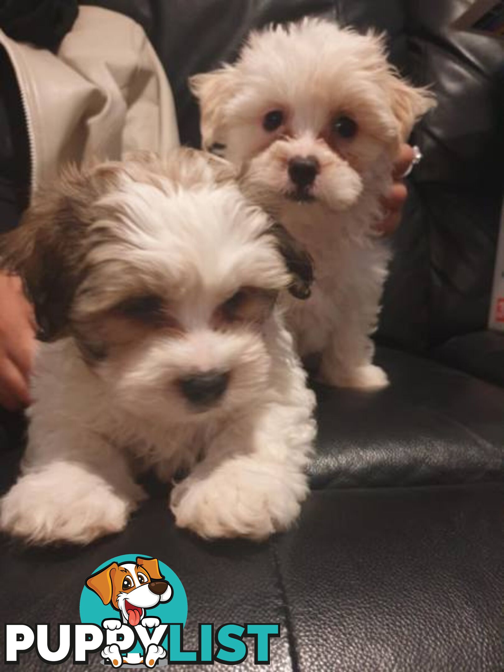 Maltese Shih tzu x Maltese Terrier