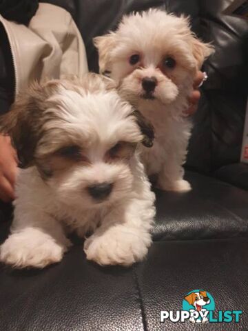 Maltese Shih tzu x Maltese Terrier