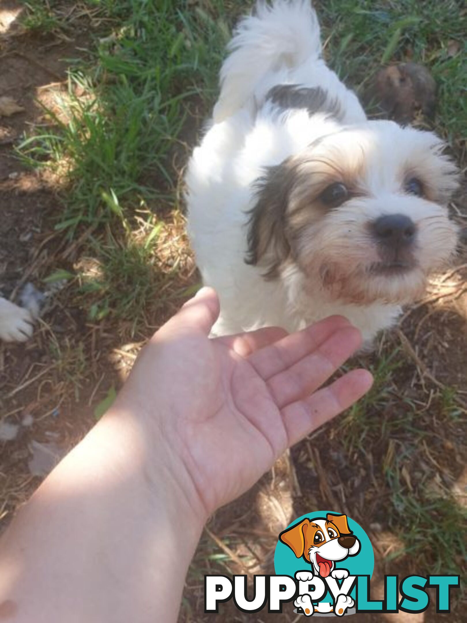 Maltese Shih tzu x Maltese Terrier