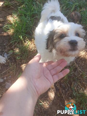 Maltese Shih tzu x Maltese Terrier