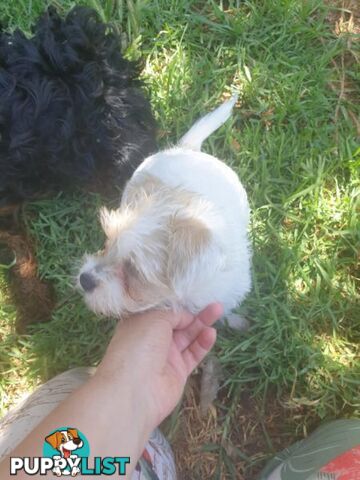 Maltese Shih tzu x Maltese Terrier