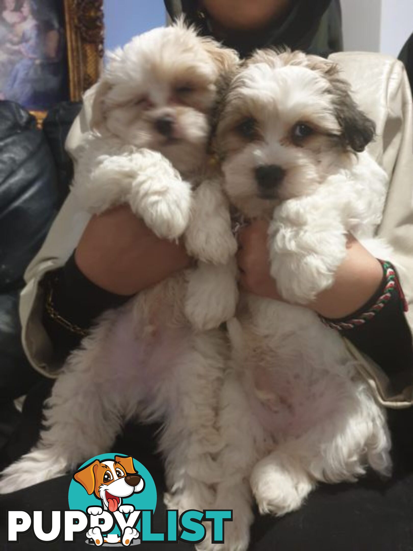 Maltese Shih tzu x Maltese Terrier