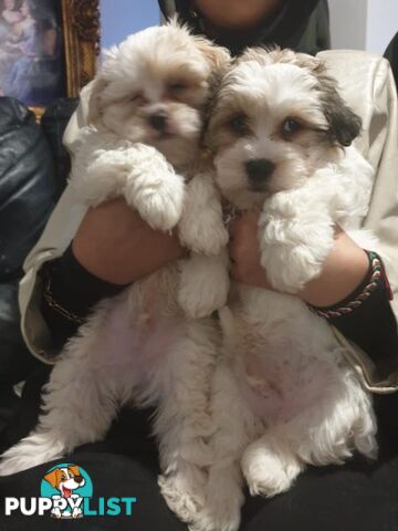 Maltese Shih tzu x Maltese Terrier