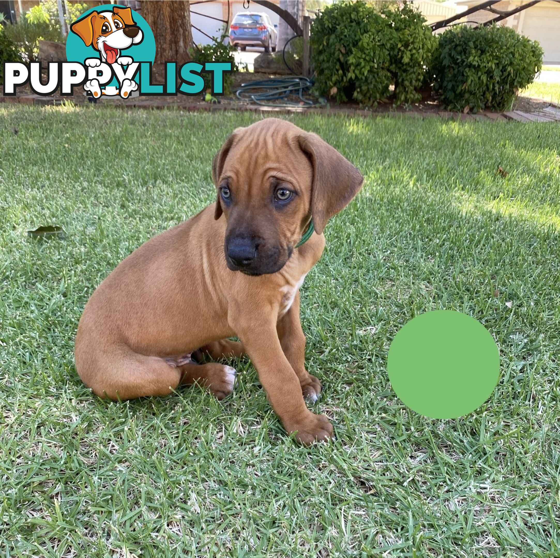 Rhodesian Ridgeback Pups