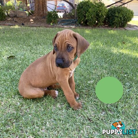 Rhodesian Ridgeback Pups