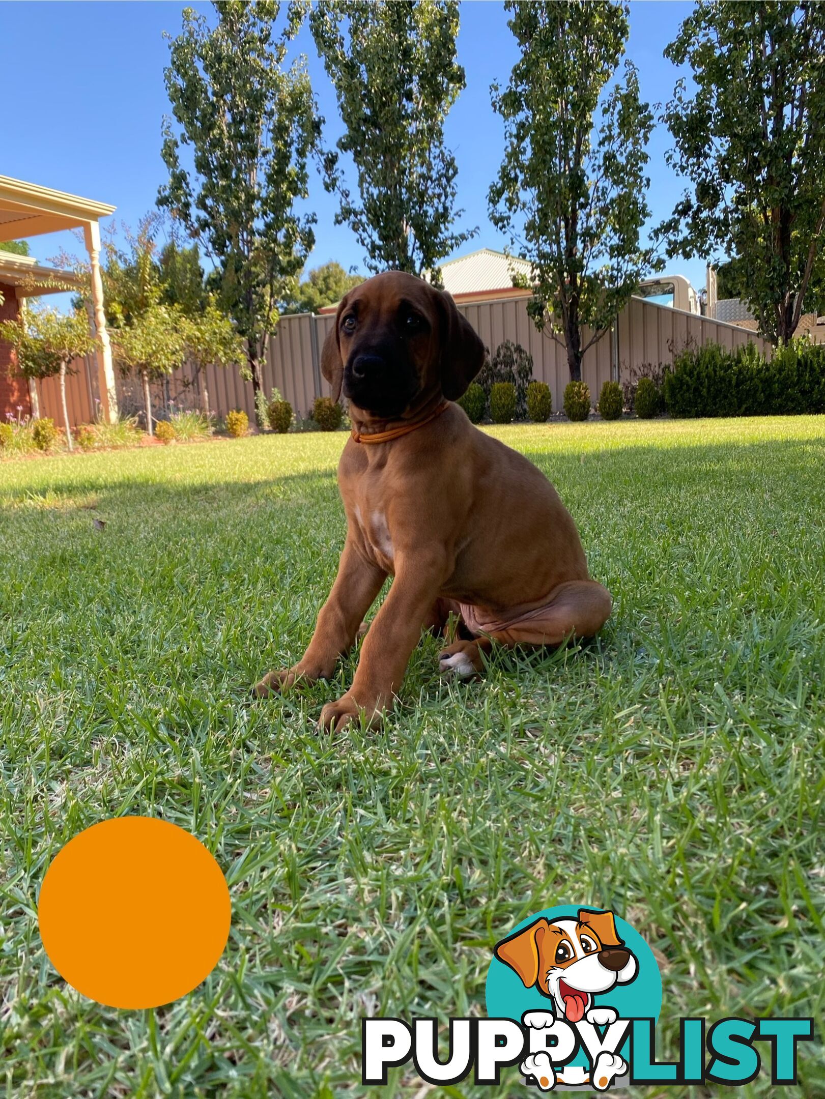 Rhodesian Ridgeback Pups