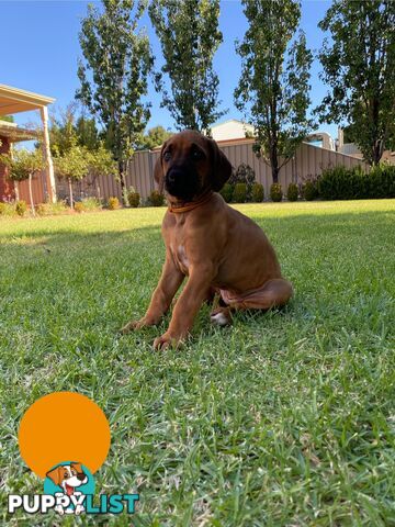 Rhodesian Ridgeback Pups