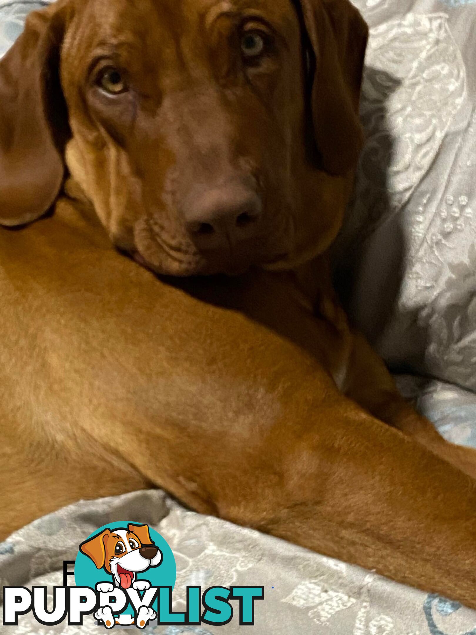 Rhodesian Ridgeback Pups