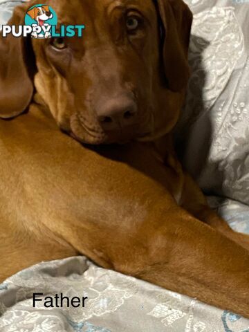 Rhodesian Ridgeback Pups