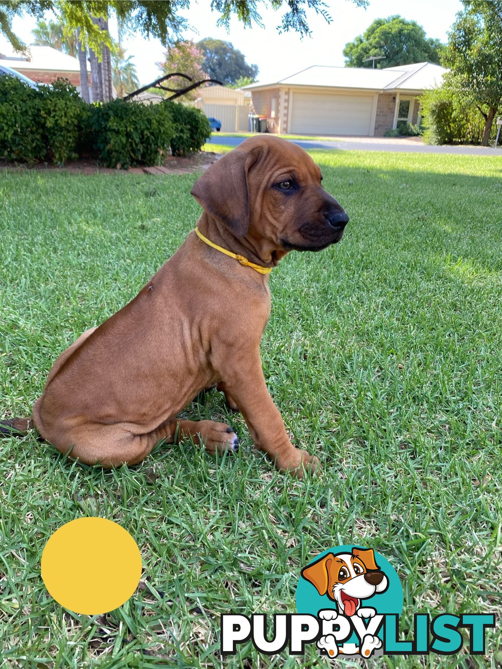 Rhodesian Ridgeback Pups