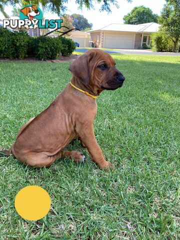 Rhodesian Ridgeback Pups