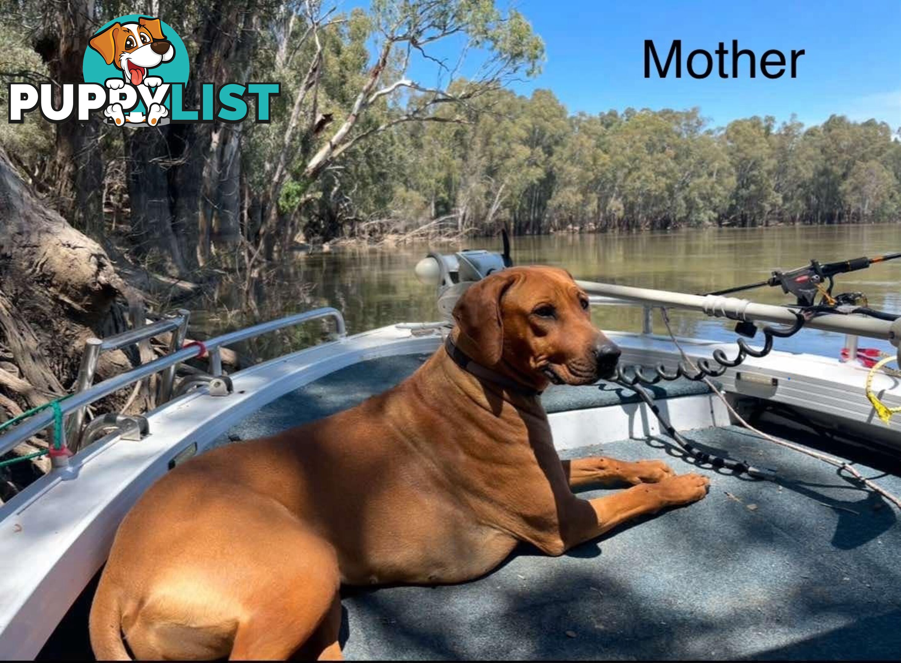 Rhodesian Ridgeback Pups