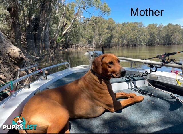 Rhodesian Ridgeback Pups