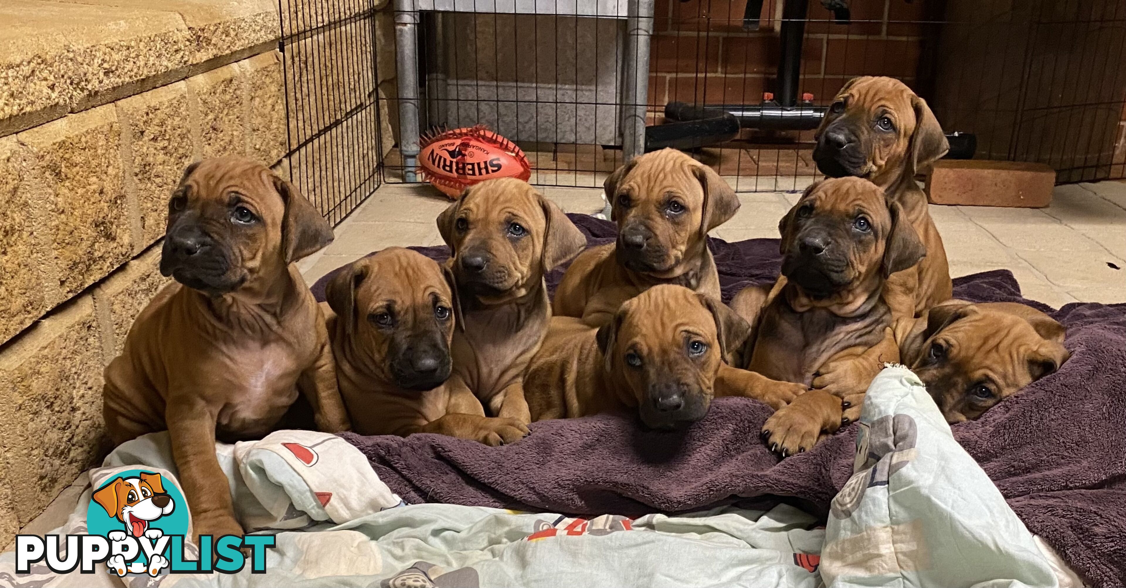 Rhodesian Ridgeback Pups