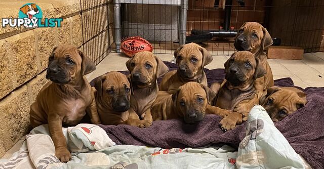 Rhodesian Ridgeback Pups