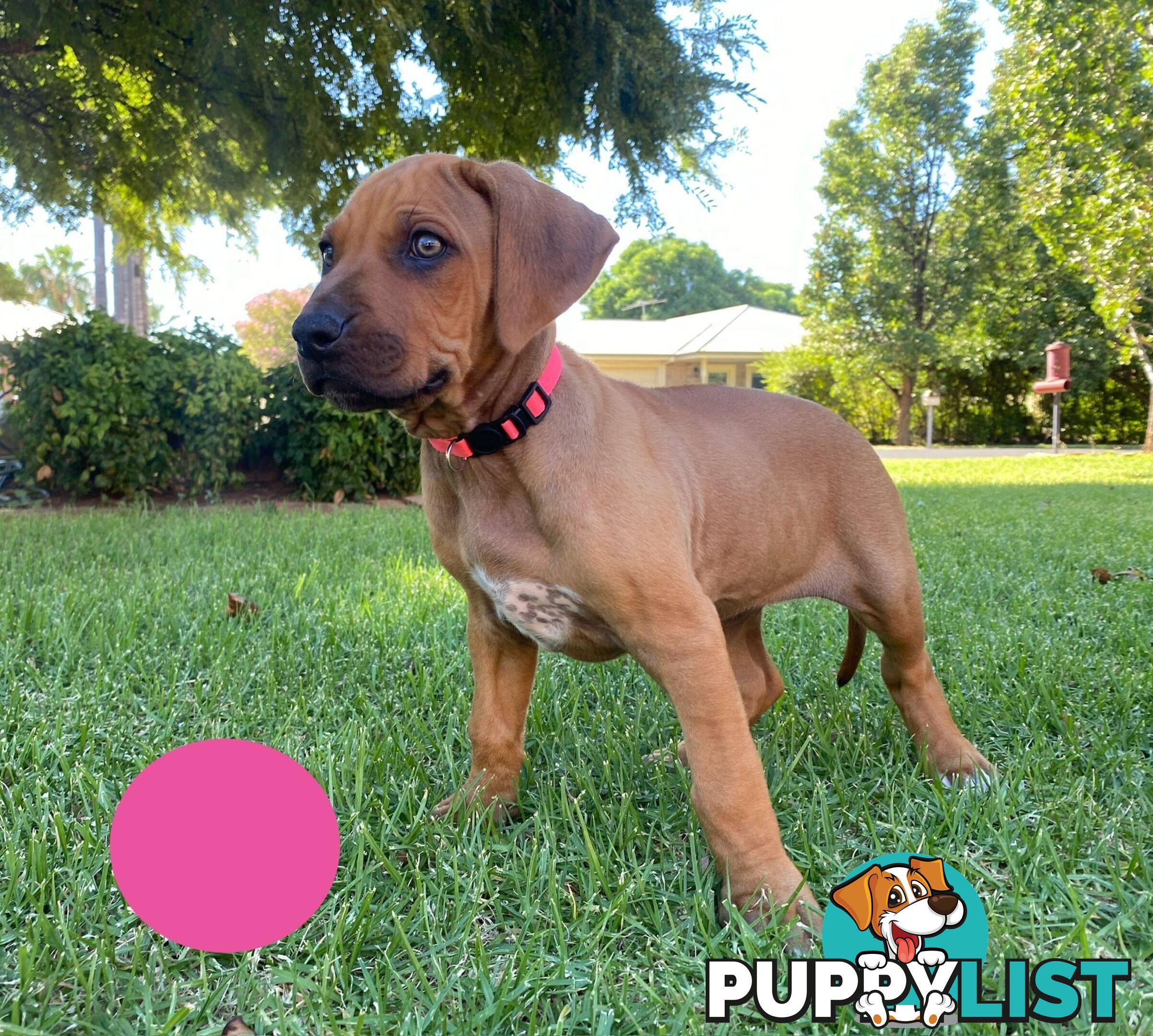 Rhodesian Ridgeback Pups