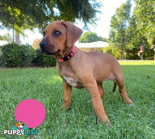 Rhodesian Ridgeback Pups