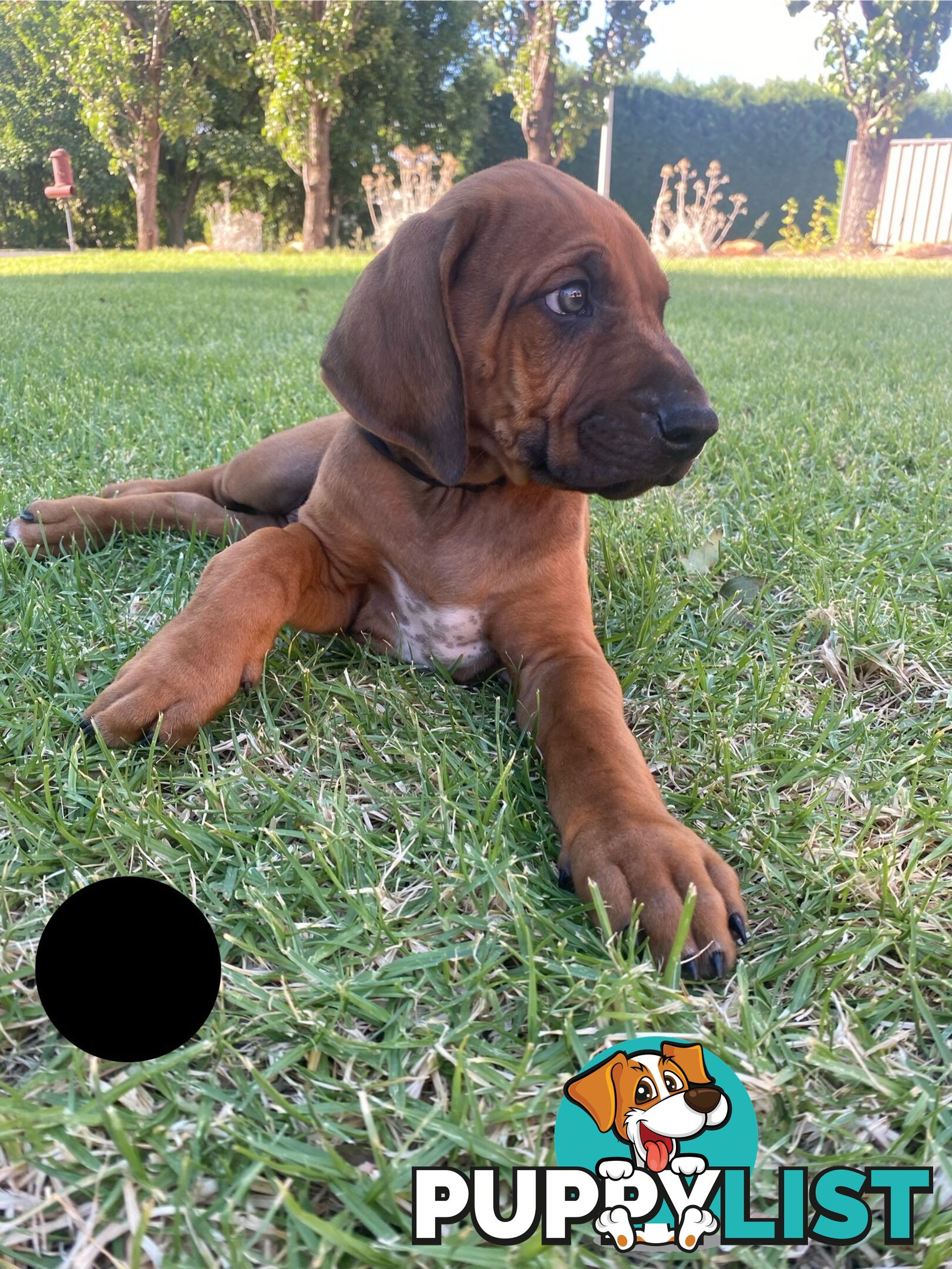 Rhodesian Ridgeback Pups