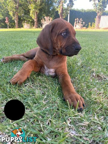 Rhodesian Ridgeback Pups