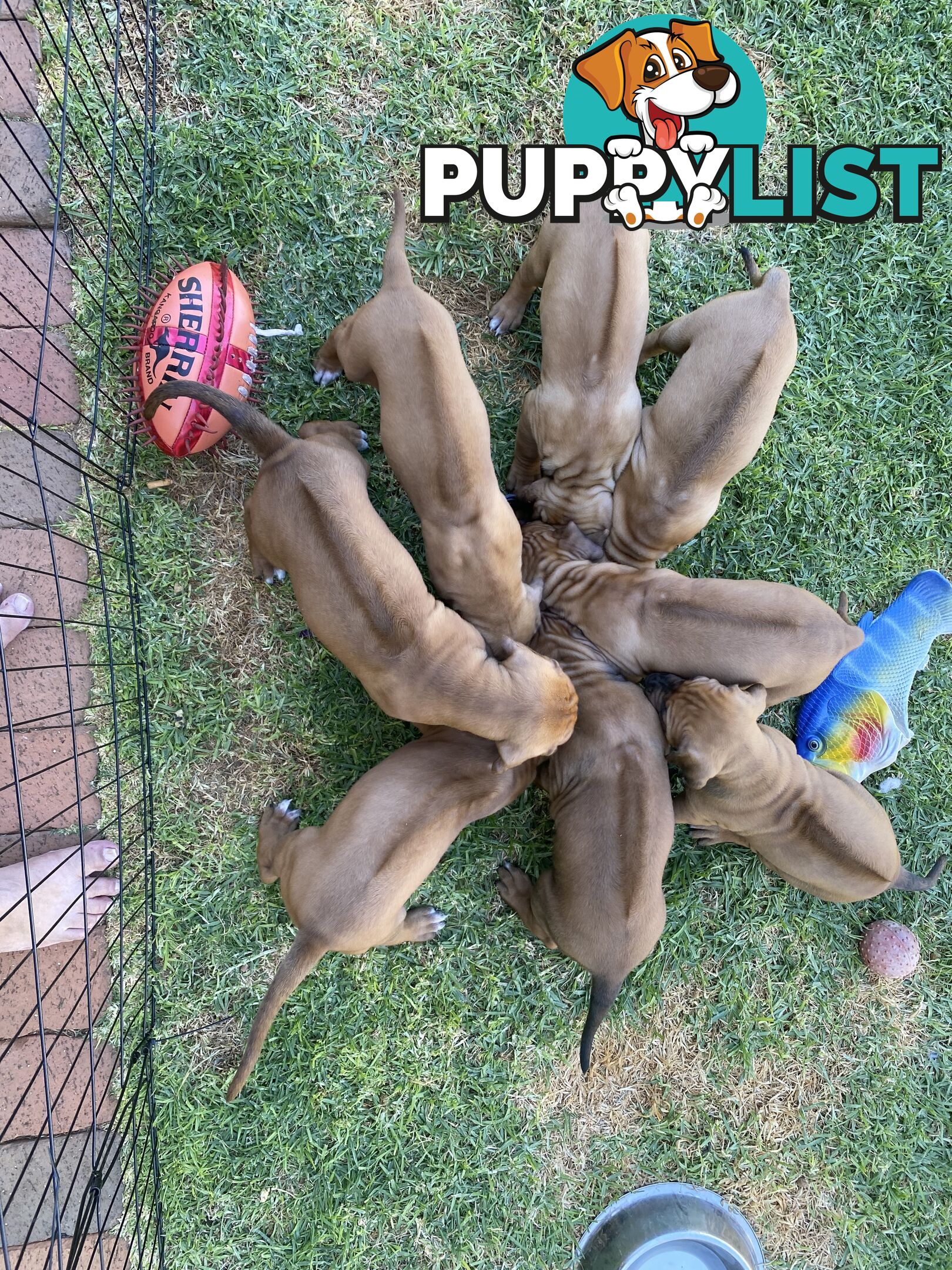 Rhodesian Ridgeback Pups