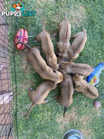 Rhodesian Ridgeback Pups