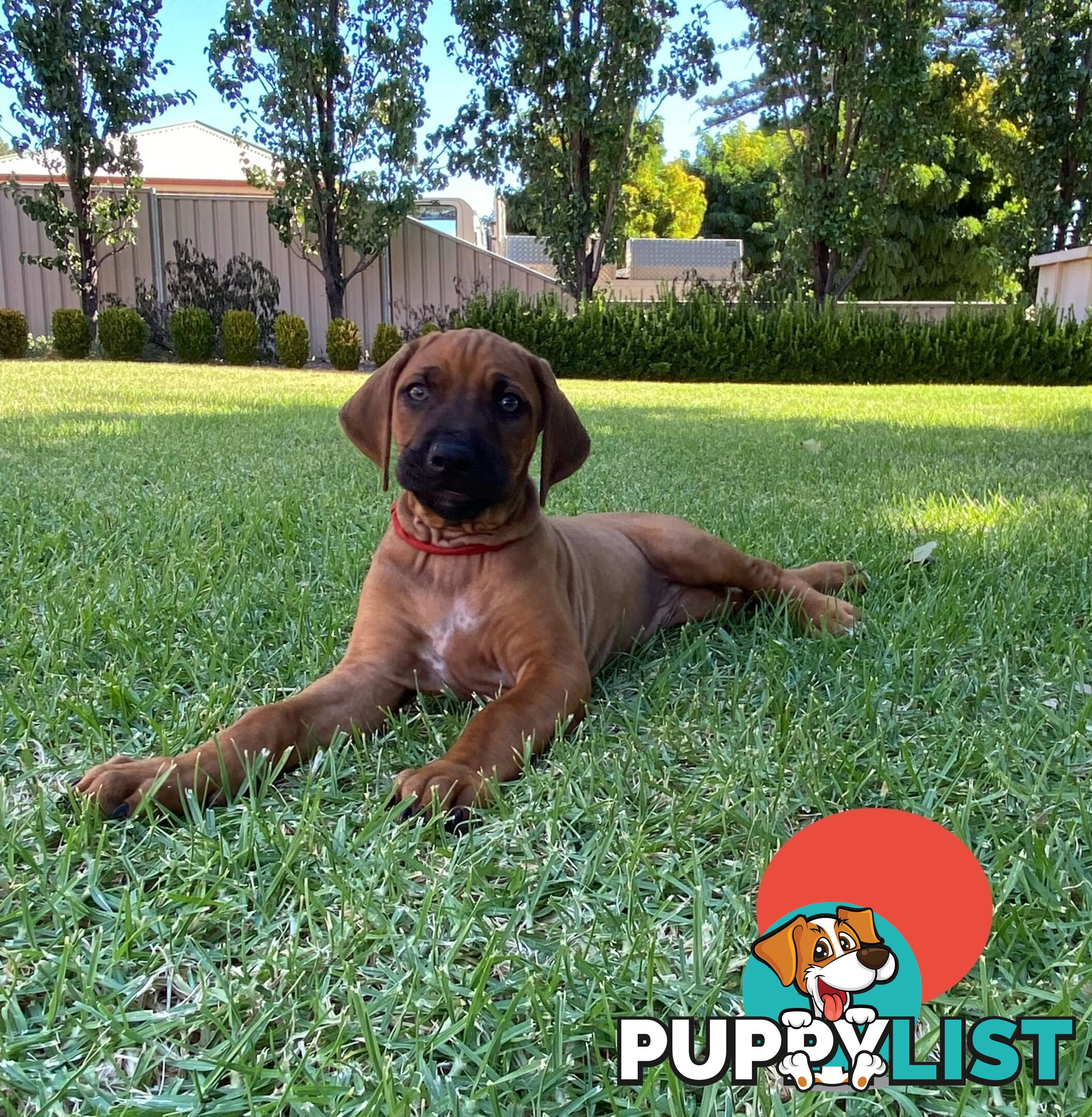 Rhodesian Ridgeback Pups