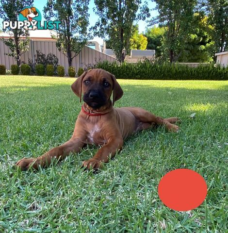 Rhodesian Ridgeback Pups