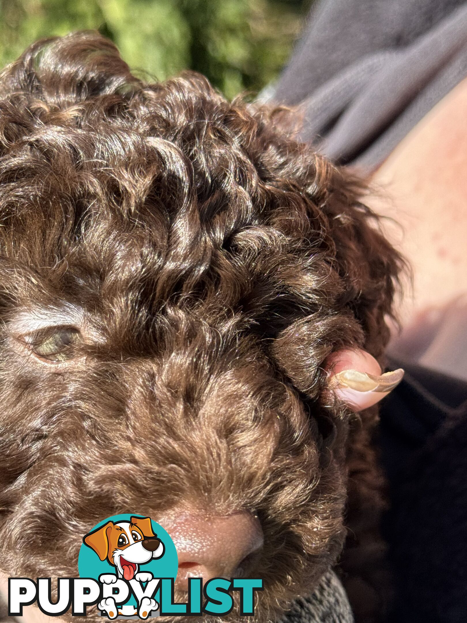 Adorable male Moyen Poodle