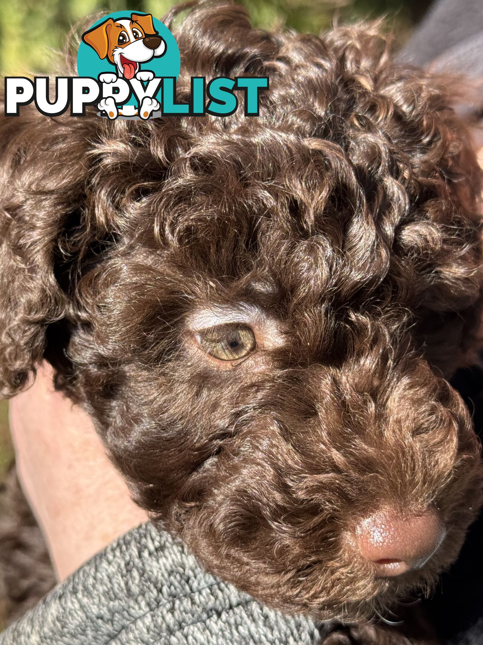 Adorable male Moyen Poodle