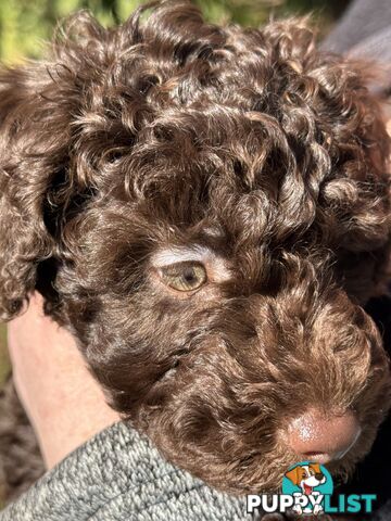 Adorable male Moyen Poodle