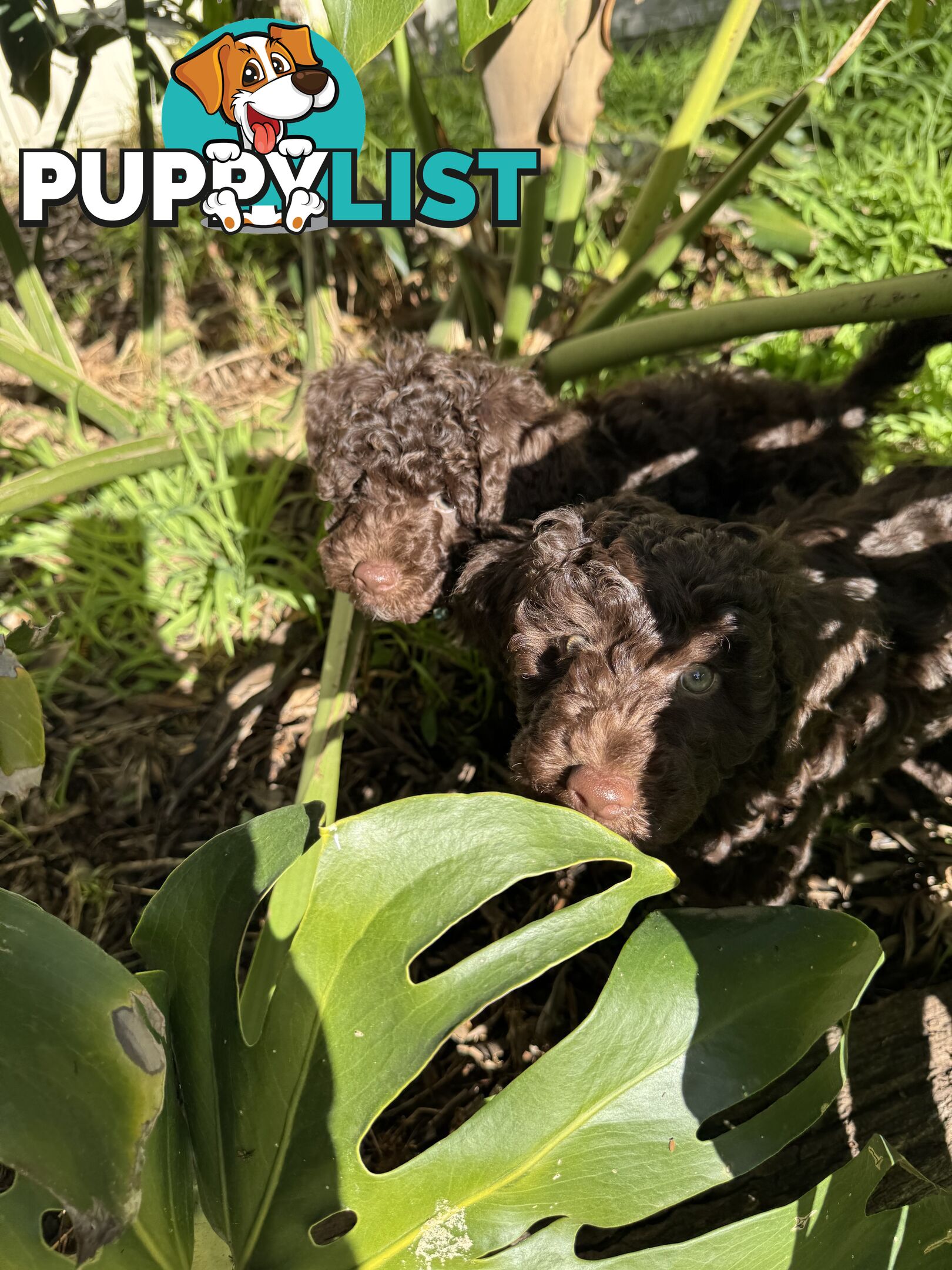 Adorable male Moyen Poodle