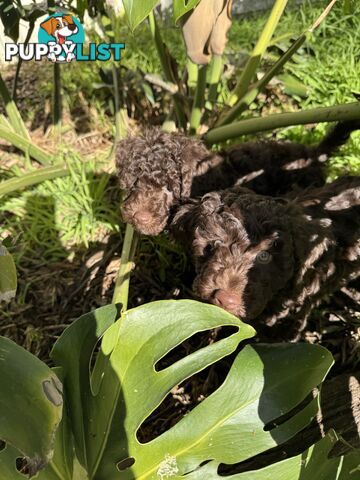 Adorable male Moyen Poodle