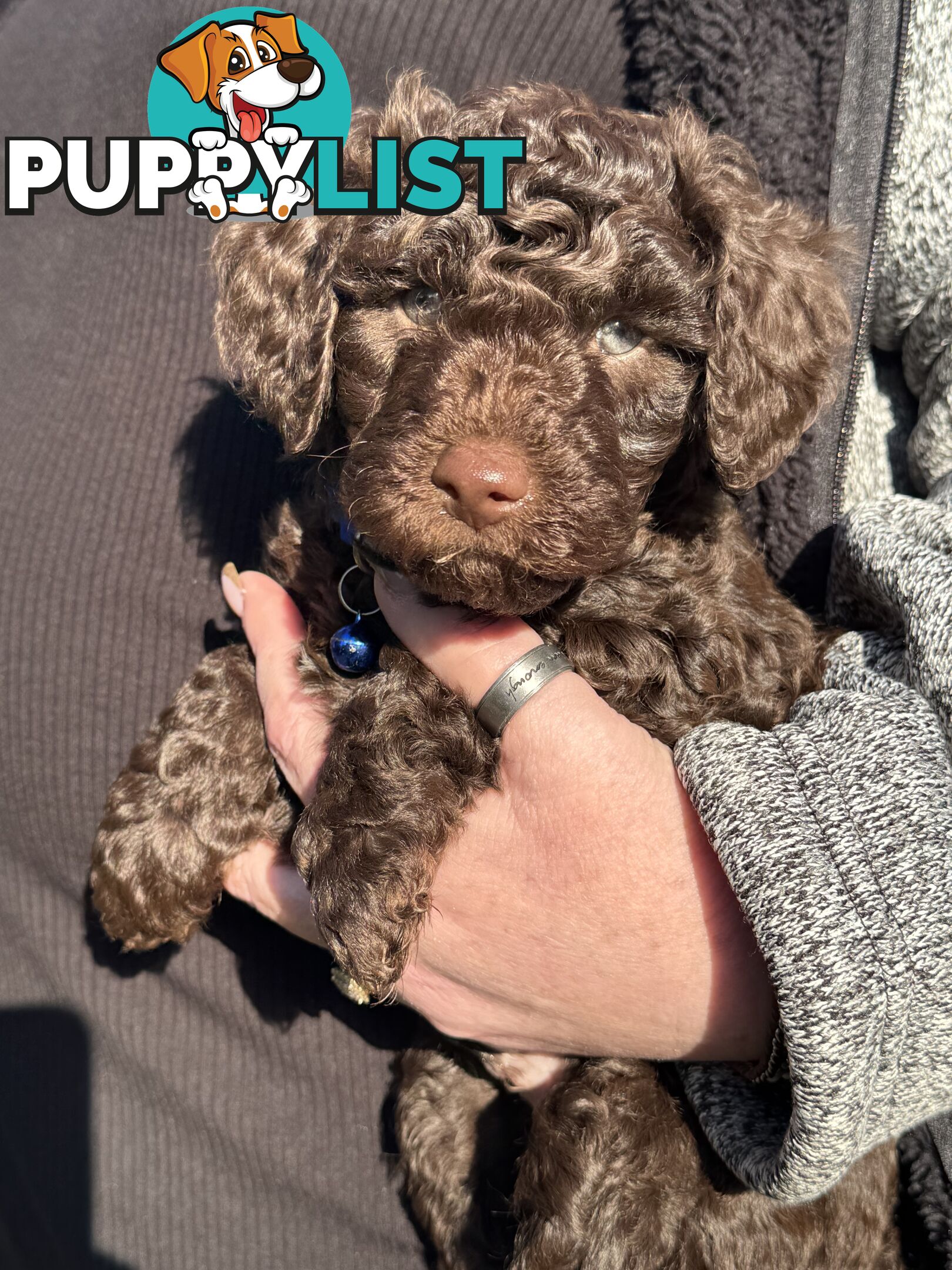 Adorable male Moyen Poodle