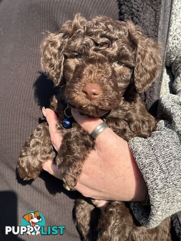 Adorable male Moyen Poodle